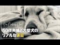 やばい…北海道の春が本当に怖い|ゴールデンレトリバーと50代の暮らし
