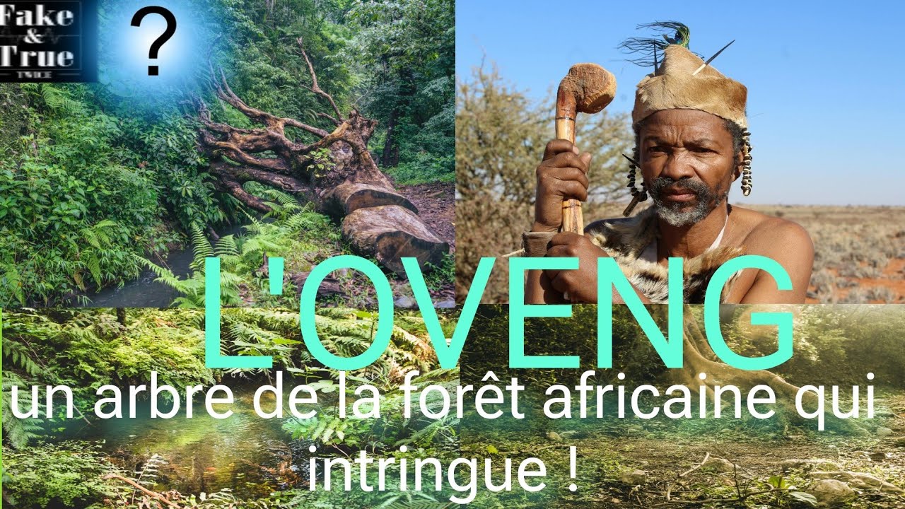 L'Oveng ;  Arbre mystérieux de la forêt africaine qui intringue   Mythe? Réalité ? 