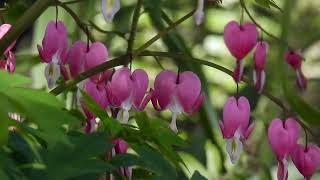 Spring Flowers & A Surprise Wild Bunny 🐇 by quote_nature 165 views 3 weeks ago 1 minute, 33 seconds