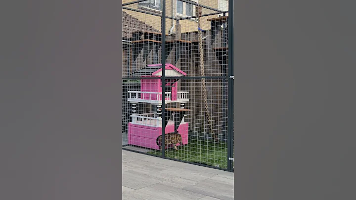 Video 11025761: bengal cat funnycats, bengal cat outside, bengal cat happy, cute bengal cat playing, bengal cat toys, bengal cat animals