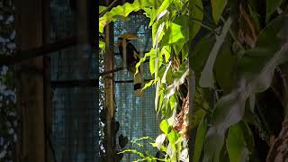 雙角犀鳥Great Indian Horbill/Taipei Zoo