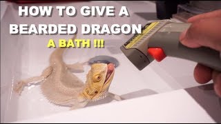 How To Give A Bearded Dragon A Bath The Right Way !!! Tips And Tricks