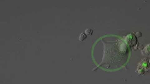 Cellular transmission of protein aggregation in an HD cell model