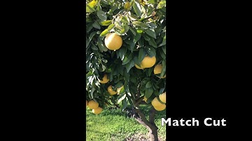 Visual Elements, Image Composition and Lighting