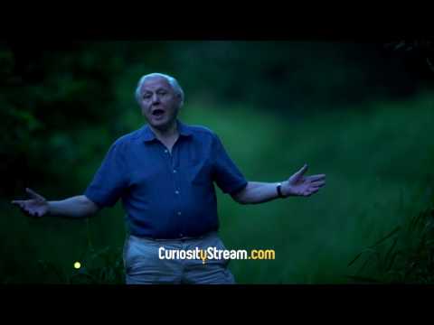 Long Live The Curious by CuriosityStream - Long Live The Curious by CuriosityStream