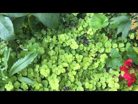 تصویری: اطلاعات گیاه جنی خزنده - چگونه جنی خزنده را در باغ پرورش دهیم