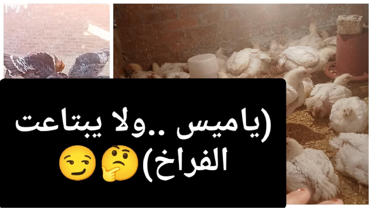 كنت مربية أجيال دلوقتي مربية فراخ فيها ايه يعني🤔😏#اكسبلور #birds #عمل #مدرسة 