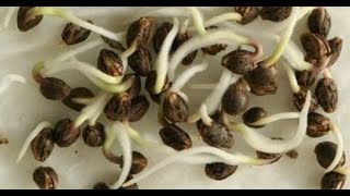 plant seed rooting method Gardening Sekho in Hindi/Urdu