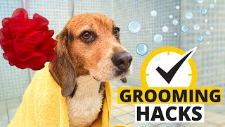 7 Beagle Grooming Hacks That Save Time and Money
