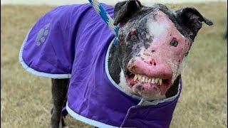 Из-за болезни этот пес страдал, но ему улыбнулась удача.