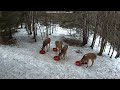 Deer 4-01-2026 5:01 PM