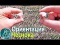 🧄 Правда ли у чеснока ориентация зубчиков при посадке влияет на всходы 🌱 Посадка чеснока