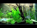 Aquarium juwel rio 125 mit roten neons  aquarium with red neons