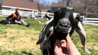 A couple minutes of Happy goats…guaranteed to dial down any stress! by Sunflower Farm Creamery 77,246 views 13 days ago 1 minute, 45 seconds