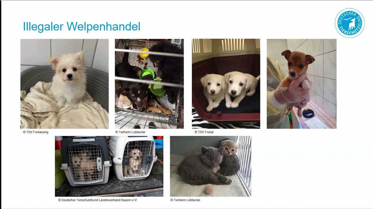  Update  3. Berliner Online-Tierschutzforum: Illegaler Welpenhandel in Deutschland und Berlin