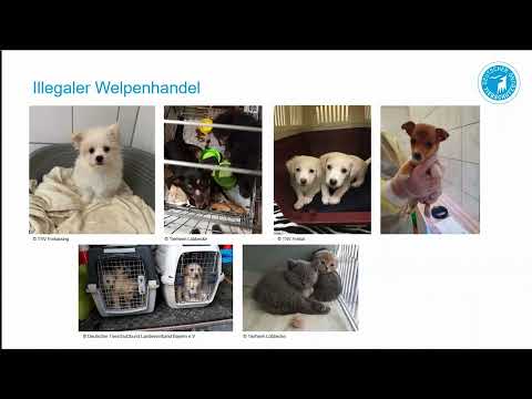 3. Berliner Online-Tierschutzforum: Illegaler Welpenhandel in Deutschland und Berlin
