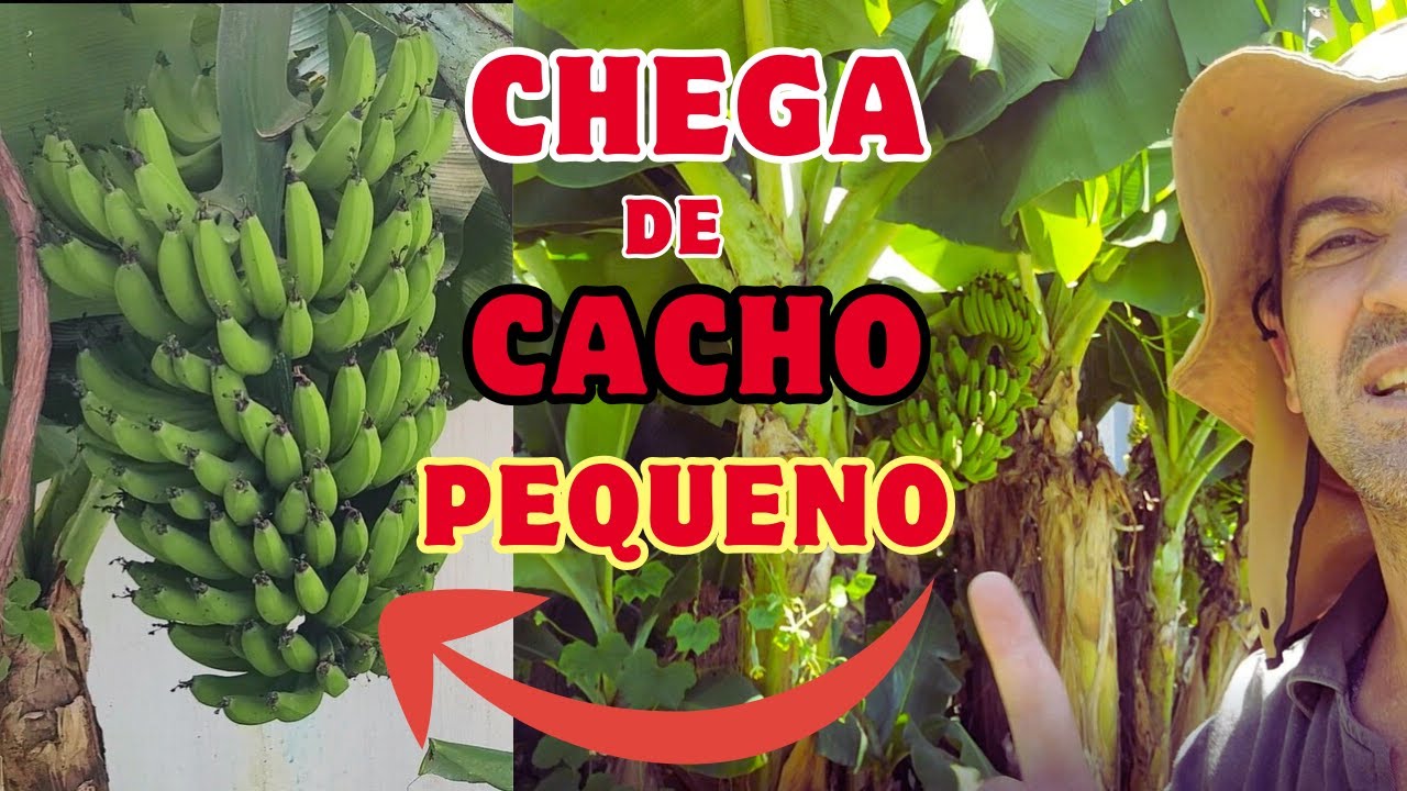 Guia Completo das Podas da Bananeira Para Produzir Cacho Gigante