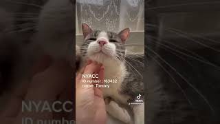 Available for Adoption: Tommy 163432 At his Foster Home!