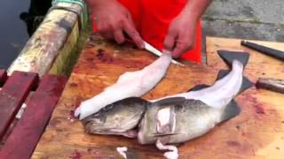 The Newfy  Fish Filleter