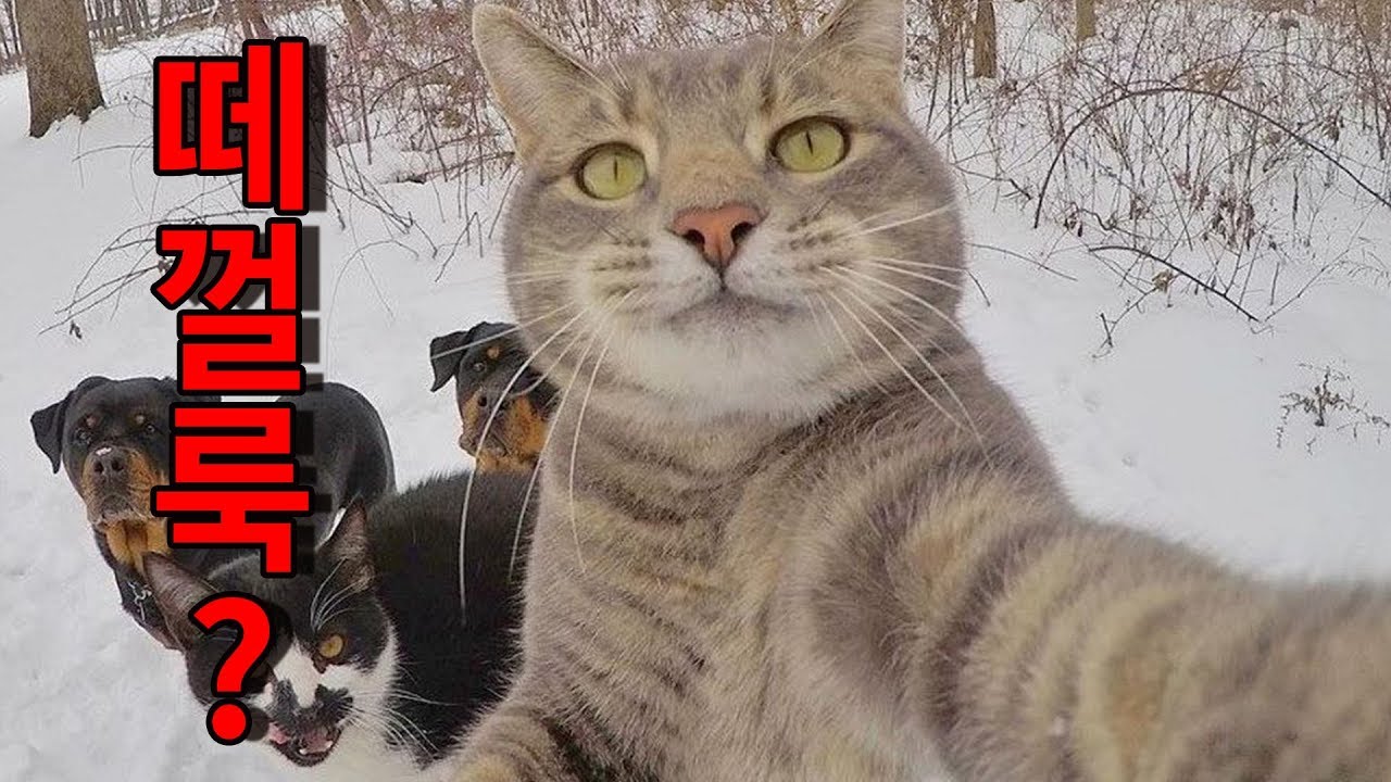 떼껄룩 뜻 이렇게 생겨난거라고? - YouTube