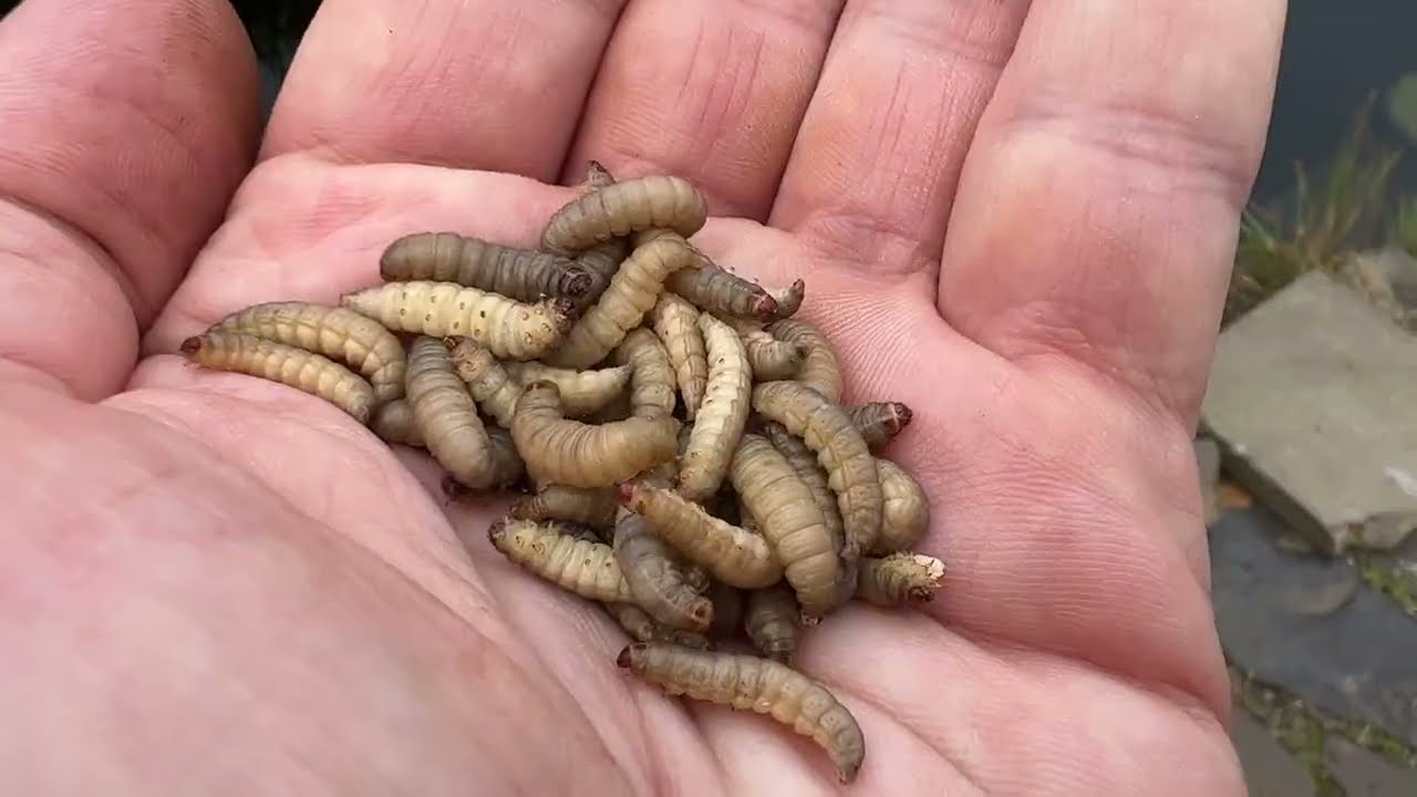 WAX MOTH YouTube WAX MOTH YouTube