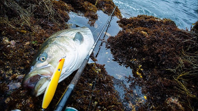 How to Fish Pencil Poppers for Striped Bass  Tips from Wayne Hess of Guppy  Lure Company 