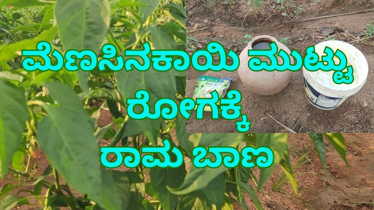 Menasinakai krushi rogad nirvahane in kannada||#chillifarming #chillicultivations