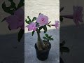 Adenium flower plant, best summer flowering plant #youtubeshorts #naturelovers #trendingshorts