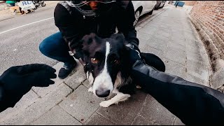 ON SAUVE UN CHIEN PERDU SUR LA ROUTE 🐶 MOTO
