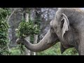 Festín para animales en el zoo de Berlín con los &#39;arbolitos de Navidad&#39;