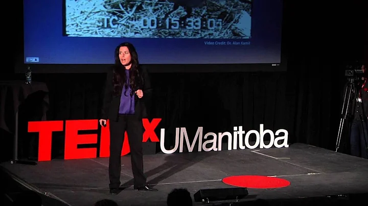 Bird Brain -- fact or fiction? | Debbie Kelly | TE...