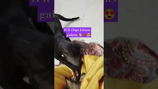 H R vlogs kittan cats 🐈🐈‍⬛# playing # shorts..😺🥰