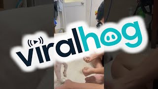 Pup Plays Hand Picking Game || ViralHog