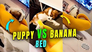 Puppy Falls Trying to Get into a Banana Bed