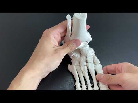 Range of motion of ankle joint (English)