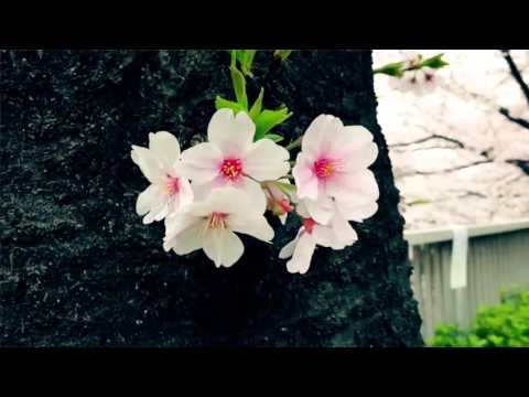 【印象と気持ちに残る映像を撮影します】音楽PVやテレビCMなど映像演出経験あり！