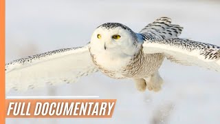 Arctic Wildlife Wonders: A Frozen World Unveiled | Full Documentary