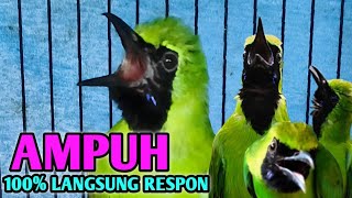 Download Lagu Pancingan cucak ijo, AMPUH 100% langsung RESPON BUKTIKAN MP3 Download Lagu Pancingan cucak ijo, AMPUH 100% langsung RESPON BUKTIKAN MP3