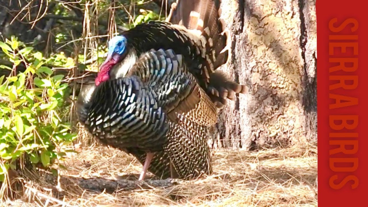 野鳥観察4K］七面鳥の求愛ダンス Wild Turkey shows off his beautiful