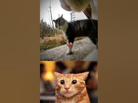 #злой_кот_мем_мемыпрокотов - YouTube