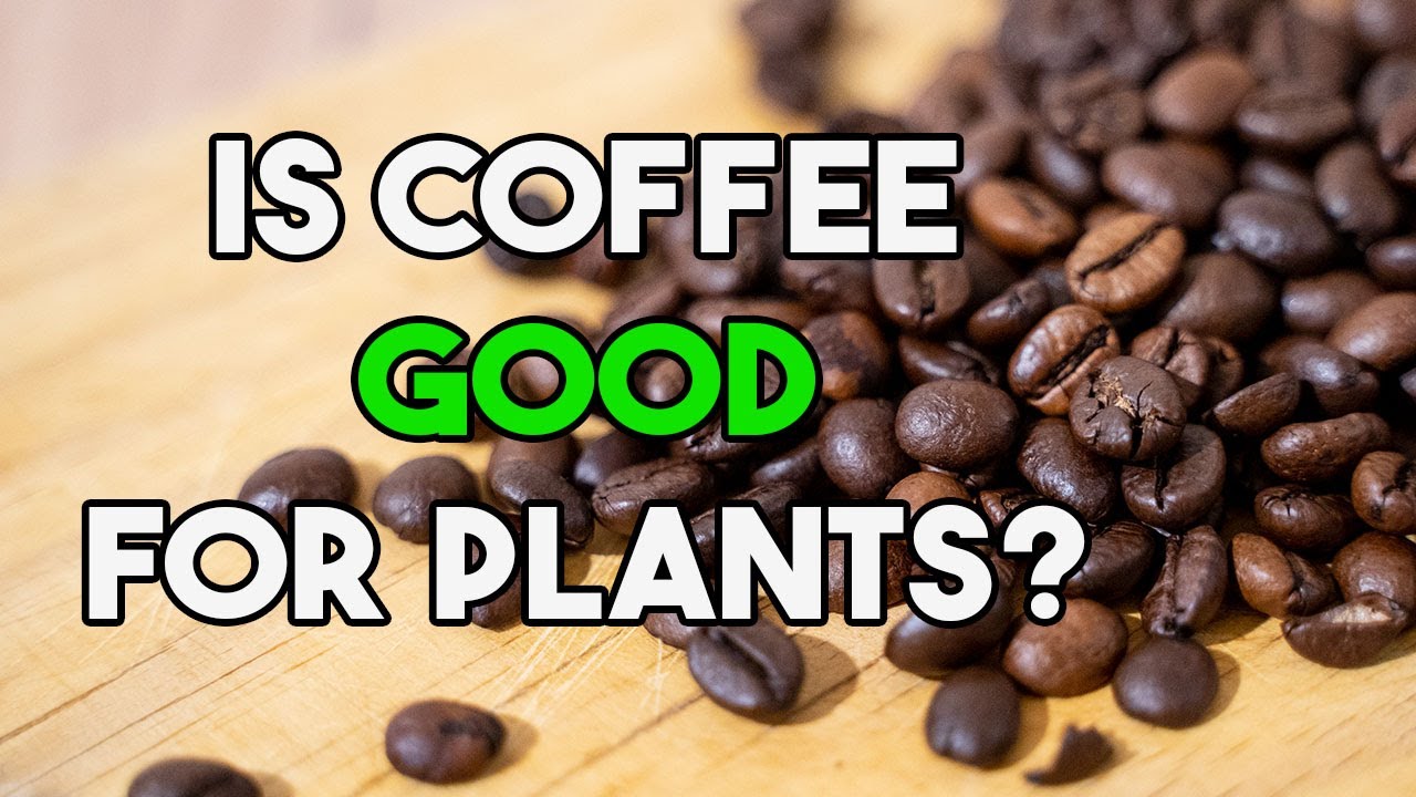 Coffee Grounds as Fertilizer for Plants!