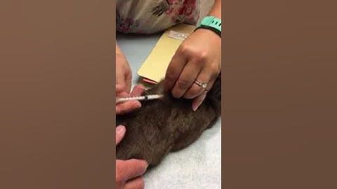 Giving a Subq injection to a Rabbit 1 of 4