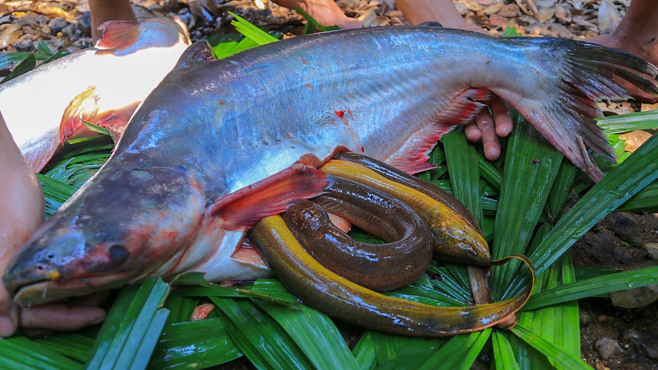 Wow! Unbelievable Big Eel In Catfish Stomach Cooking Catfish Soup with Banana Flower Recipes