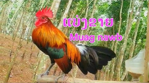 qaib dib qaib qus dib tuaj zoo f2 f3 f4 qua zoo zoo nraug heev 2024