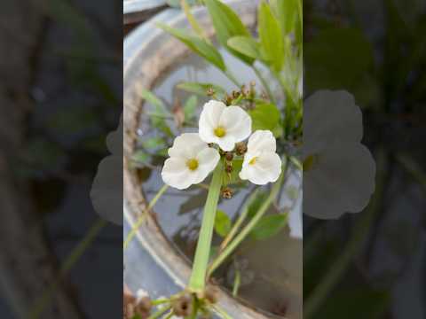 Mexican Sword Plant #3korganics #aquaticplants #mexicanplant #mexicanplants #aquaticplant #shorts
