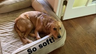 Serta Ortho Quilted Dog Bed Review: So Soft!