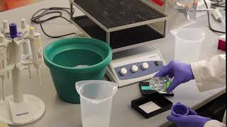 How To: Western Blot
