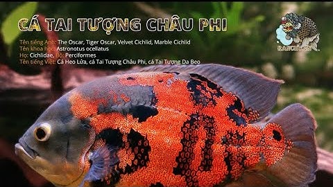 cách chọn tai tượng châu phi phẩm chất cao