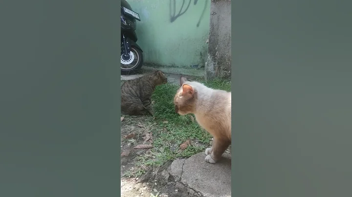 Watch the video about American bobtail dan balinese dua kucing langka #cat #catlover #animals