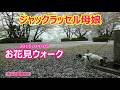 ジャックラッセル母娘 お花見ウォーク【わんこ生活60】（ Jack Russell ） (2015/04)